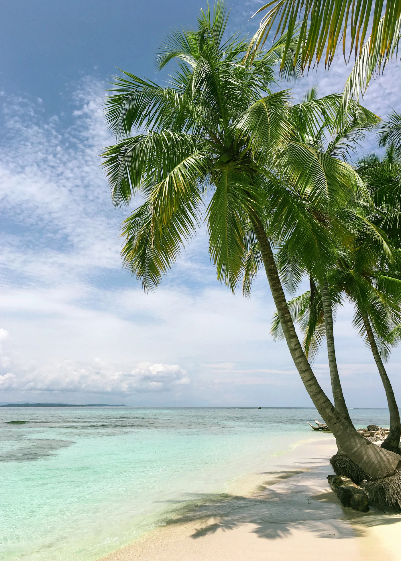 Best Time to Visit Andaman: A Month-by-Month Guide 10 Palm trees over a white-sand beach and turquoise water