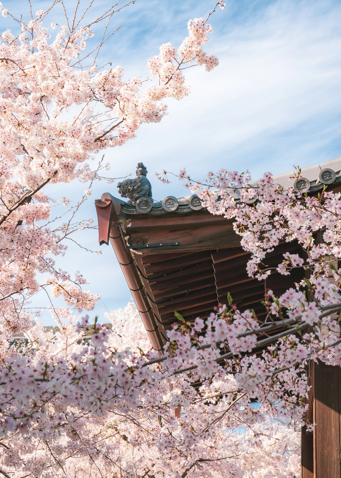 Best Time to Visit Japan from India: Cherry Blossom, Autumn and Snow 9 Cherry blossom over a temple roof in Japan