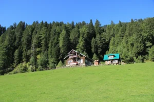 Huts in a pine meadow near Pahalgam