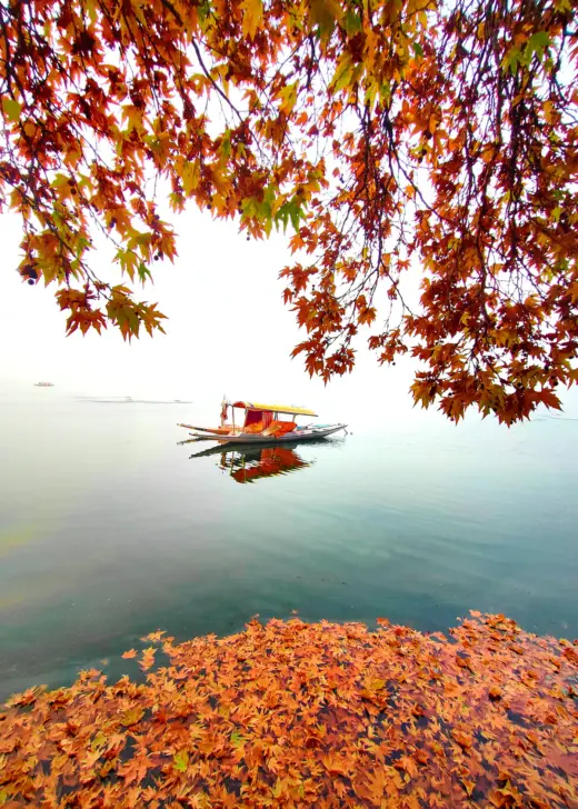 naviora kashmir dal lake autumn chinar Kashmir Trip Cost from India (2026–27): What a 7-Day Trip Really Costs a Couple