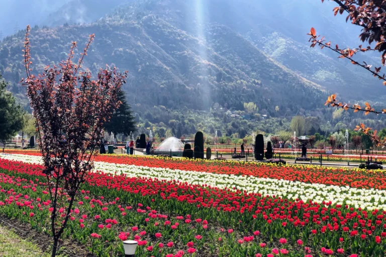 Kashmir 7 Tulip garden in Srinagar in spring