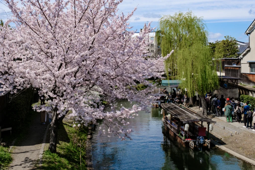 Best Time to Visit Japan from India: Cherry Blossom, Autumn and Snow 1 Cherry blossom along a canal in Kyoto, with a river boat